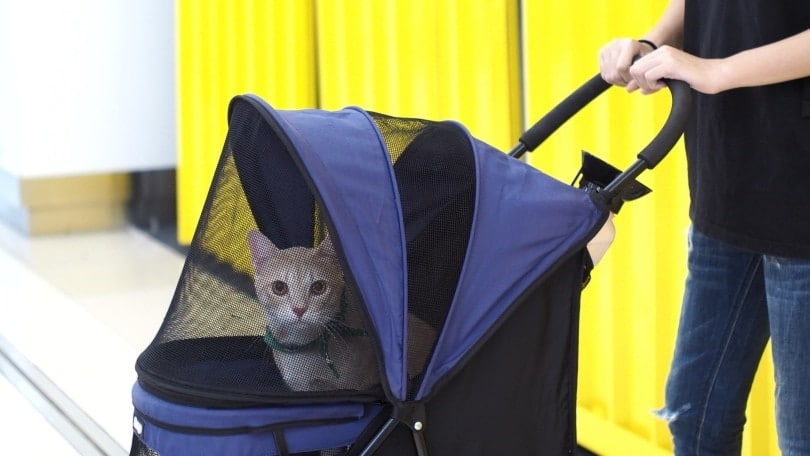 orange cat inside pet stroller