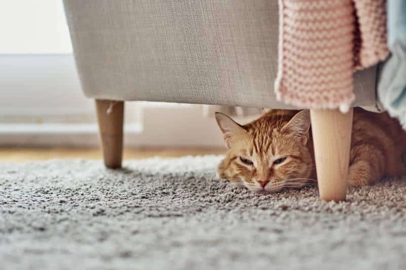 orange cat lying under a sofa