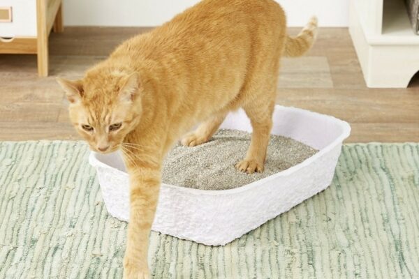 orange cat on disposable litter box