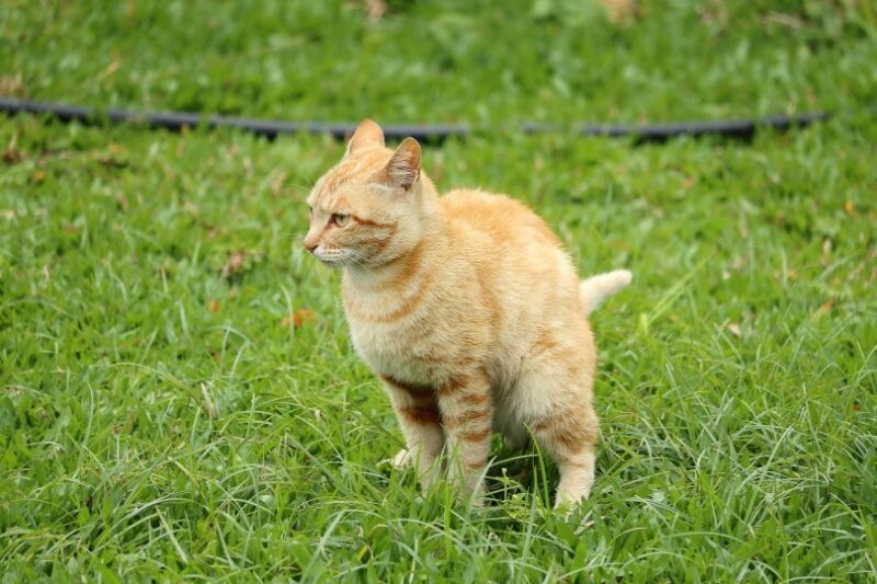 orange cat pooping on the grass