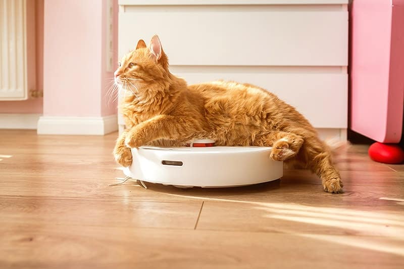 orange cat riding a roomba or robotic vacuum