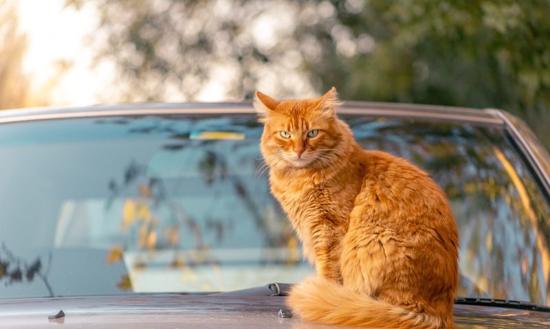 orange cat sitting on a car