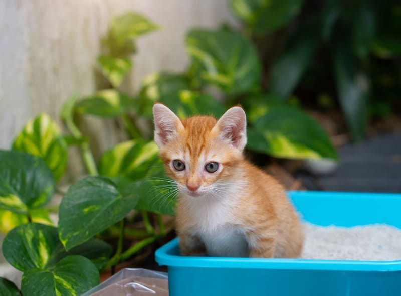 orange cat sitting on litter box outdoor