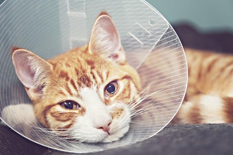 orange-cat-with-veterinairy-cone_Sophie-McAulay_shutterstock