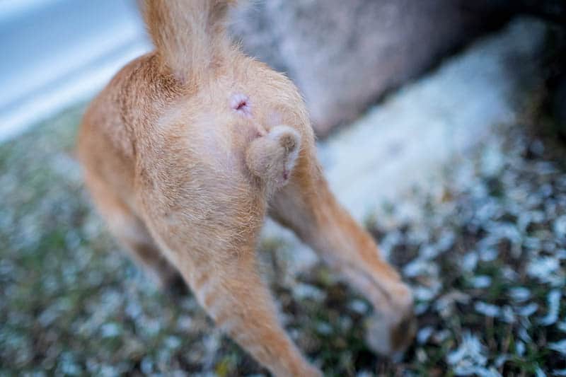 orange cat's butt