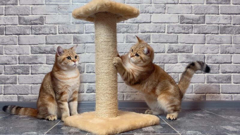 orange cats using scratching post