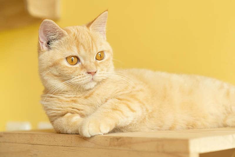 orange munchkin cat