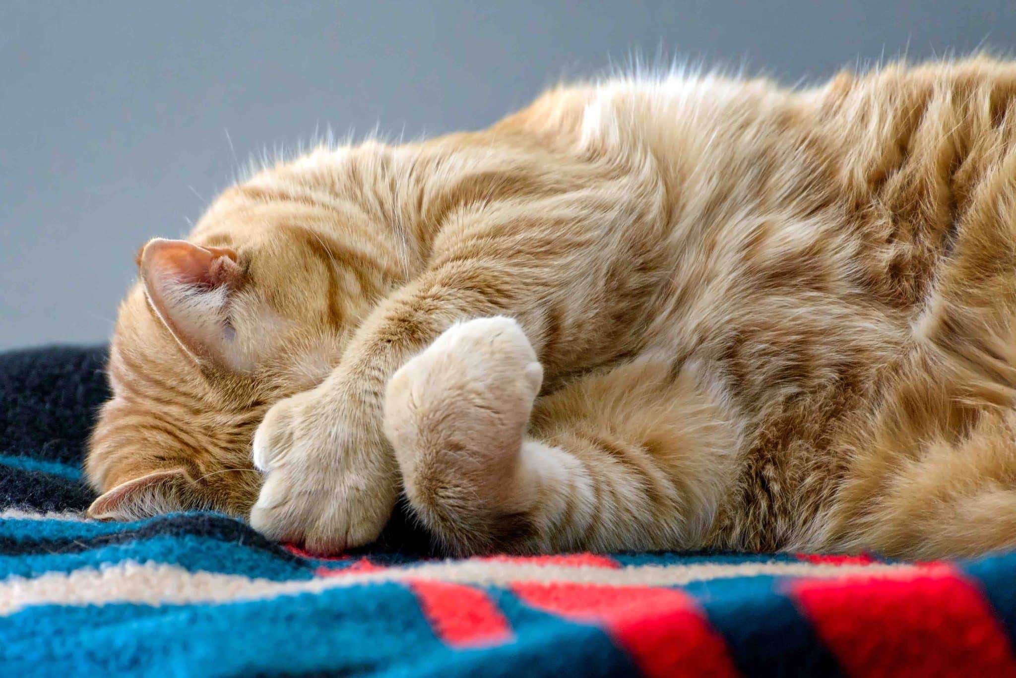 polydactyl shy cat orange