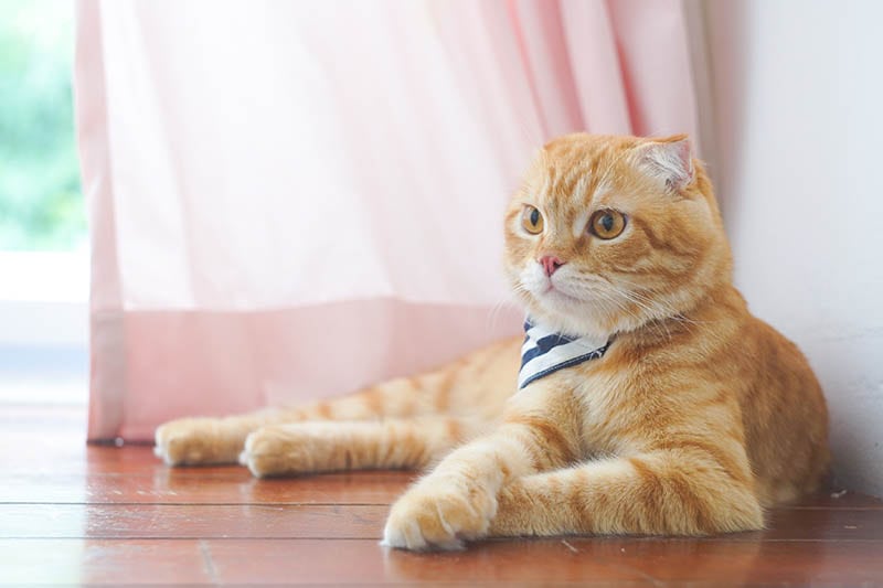 orange scottish fold with striped bandana