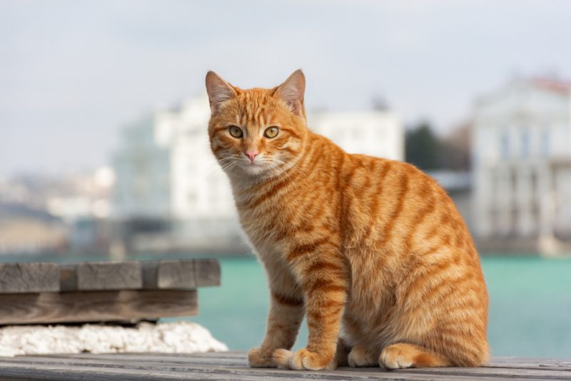 orange tabby cat sitting outside
