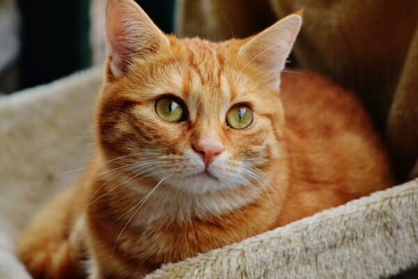 orange tabby cat