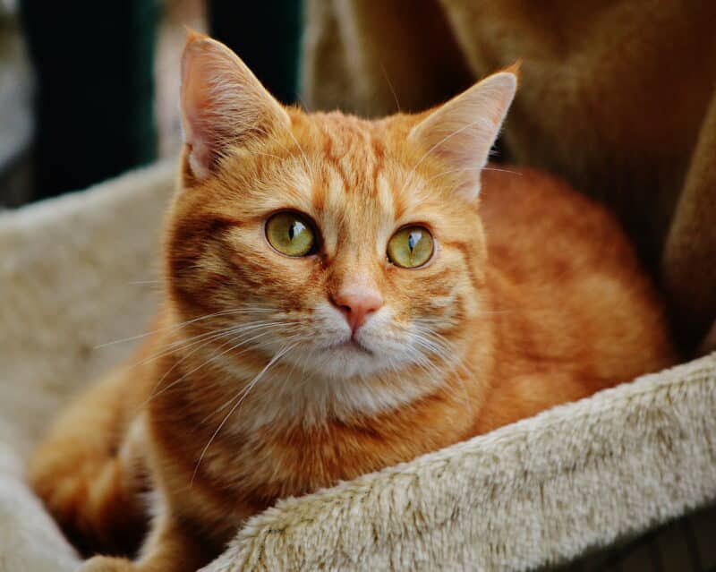 orange tabby cat