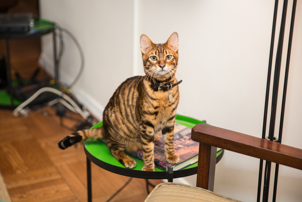 orange toyger cat