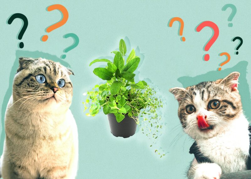 Can Cats Eat Oregano