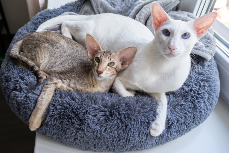oriental shorthair cat relaxing together