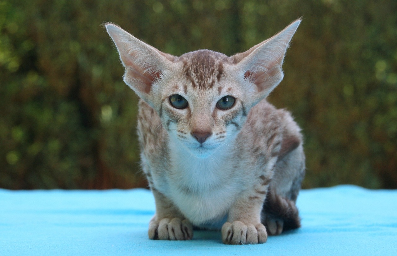 oriental shorthair kitten on the blue table