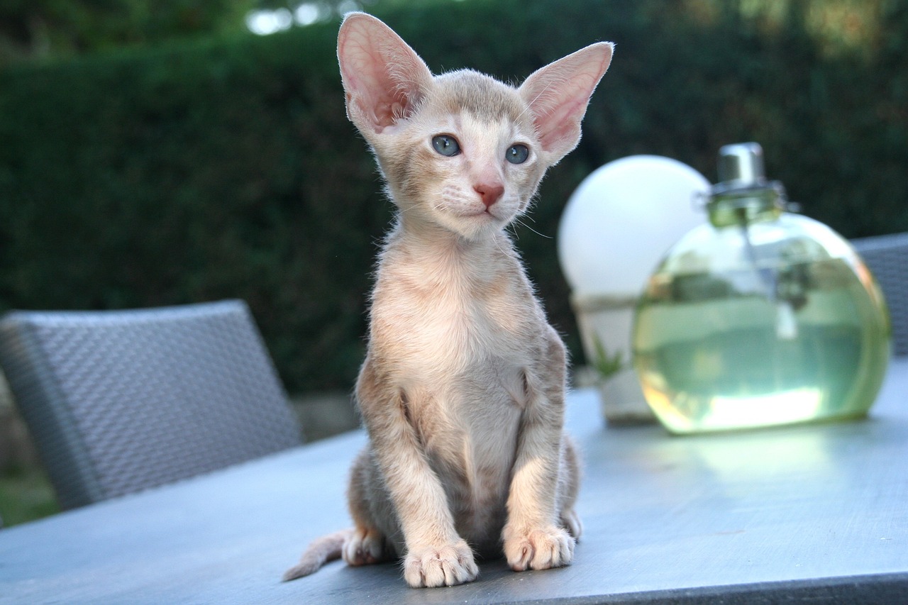 oriental shorthair kitten on the table