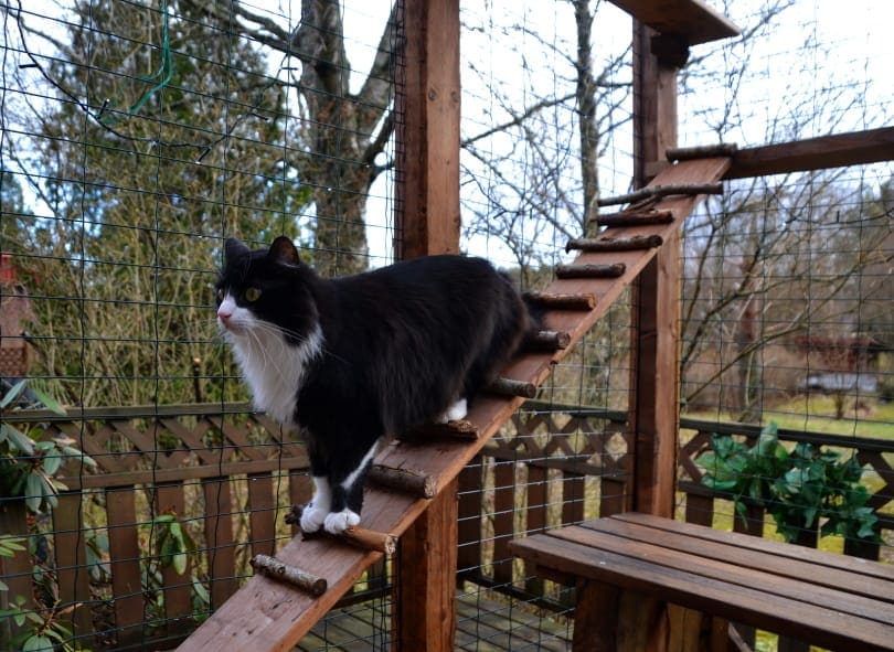 outdoor cat enclosure