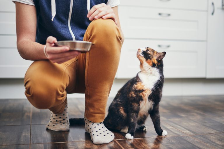 How Much Will Cat Sitting Cost Me in 2026? Hourly & Daily Rates - Catster