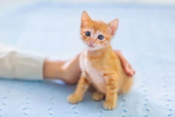 owner hand petting a kitten