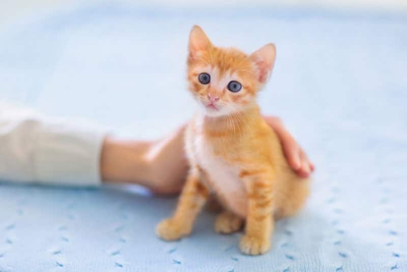 When Do Kittens Start Pooping? VetApproved Facts & FAQ Catster