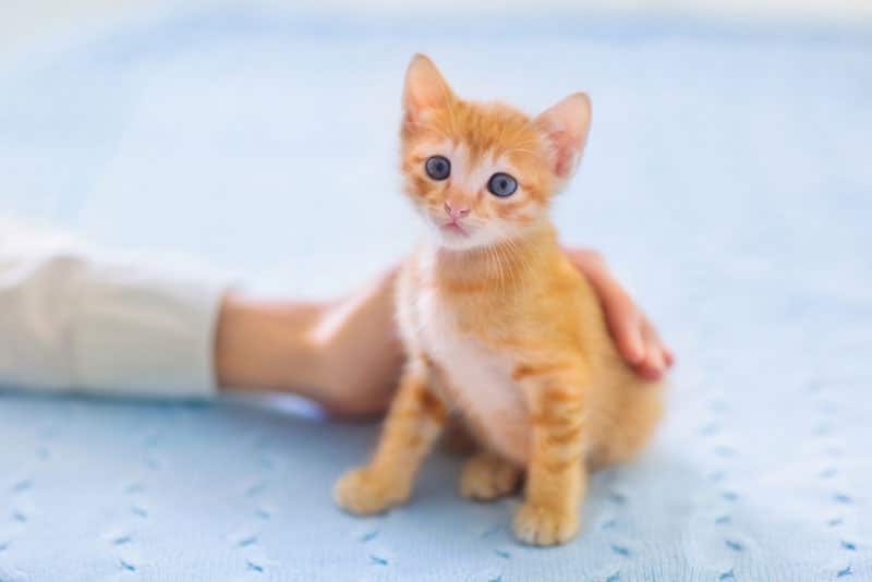 owner hand petting a kitten