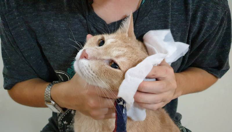 owner use white pet wet tissue cleaning an adorable bright orange cat