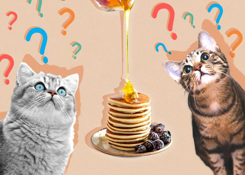 Can Cats Eat Pancakes