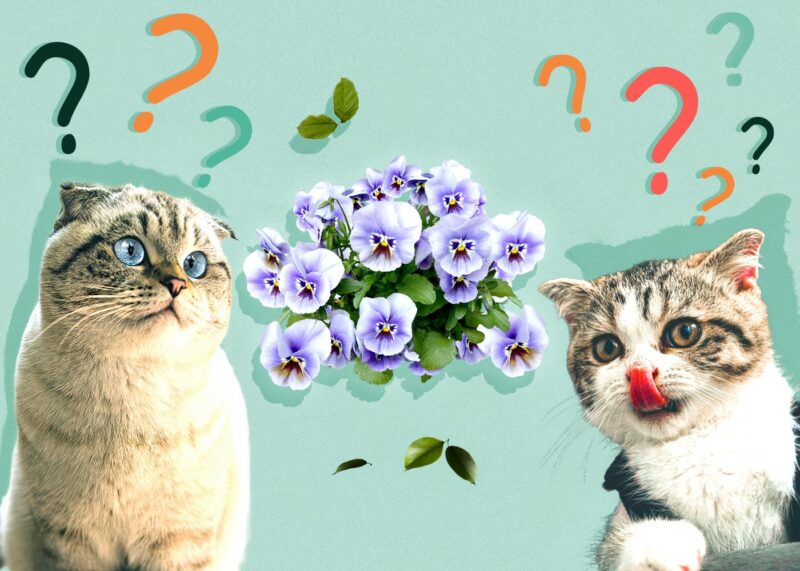 Can Cats Eat pansies