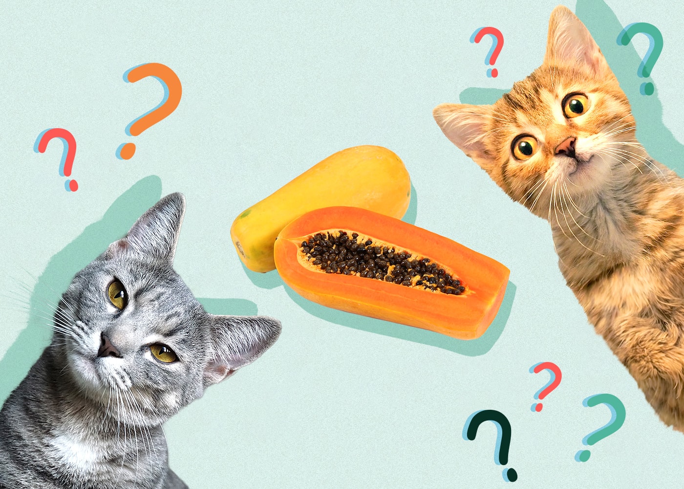 Can Cats Eat papaya