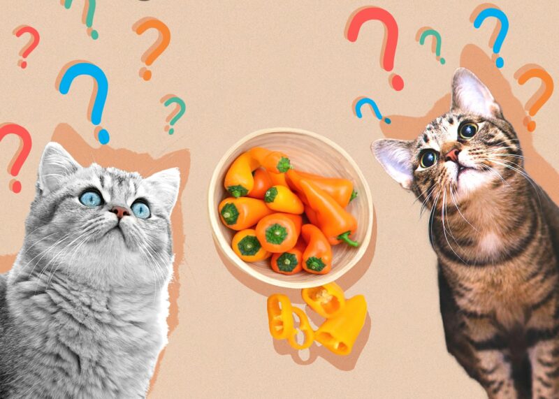 Can Cats Eat Paprika