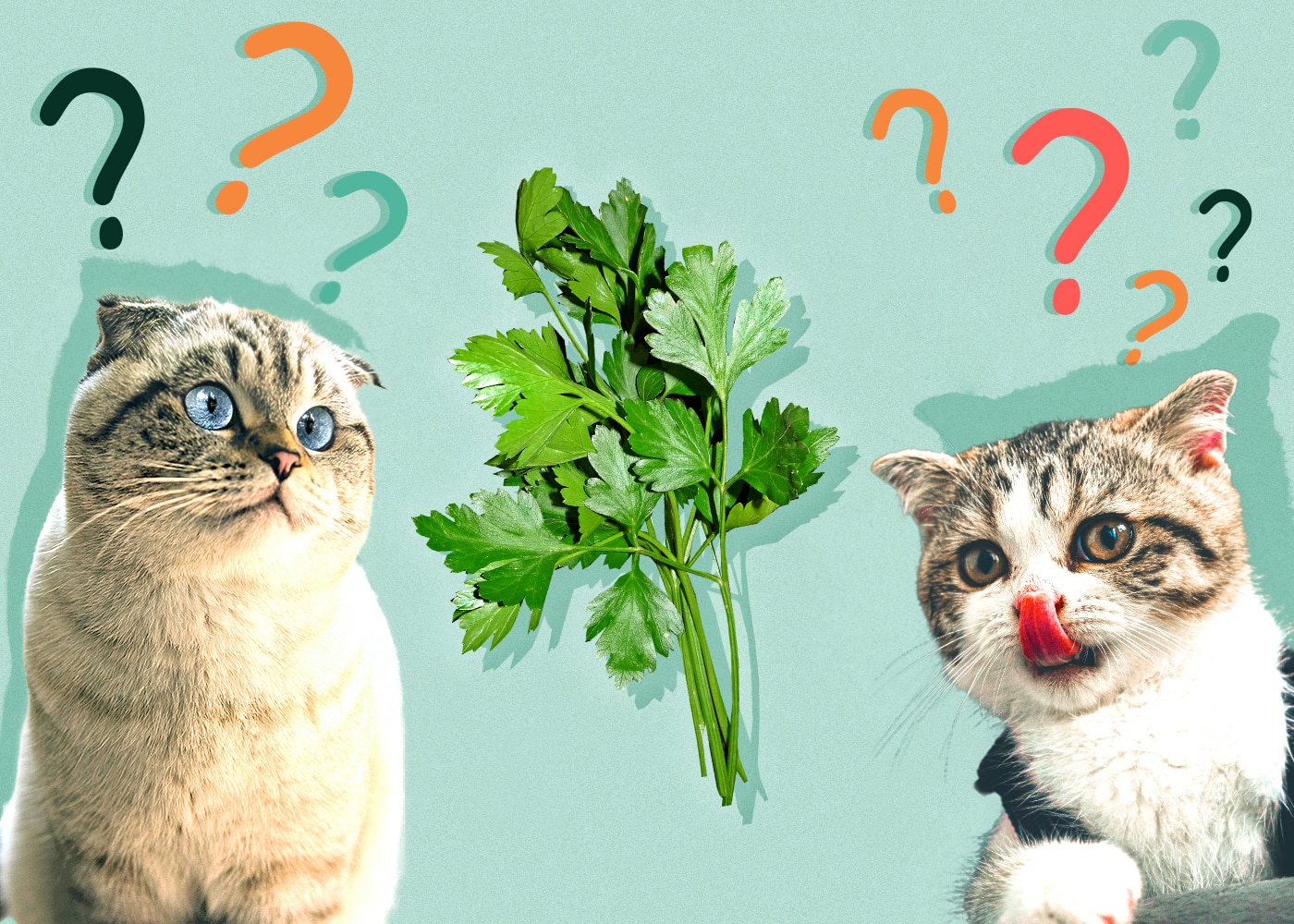 Can Cats Eat parsley