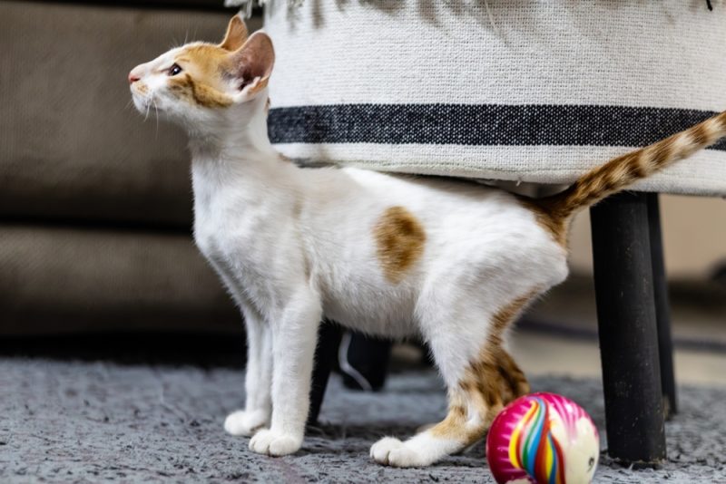 10 Types of Tabby Cat Colors & Patterns (With Pictures) - Catster