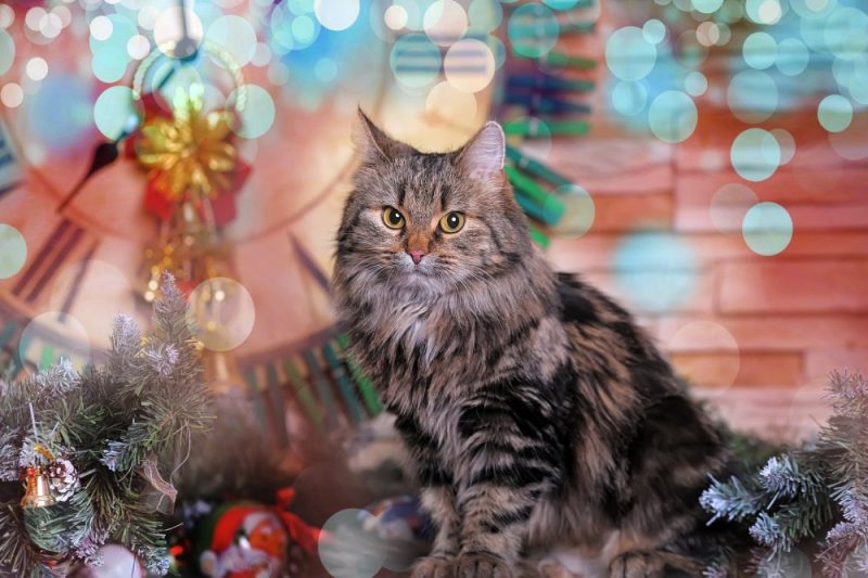 patched tabby pattern norwegian forest cat surrounded with Christmas decors