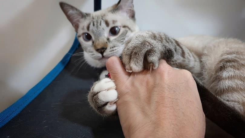 paw with long and sharp claws_RJ22_shutterstock