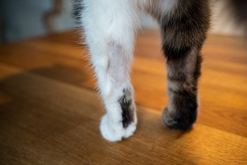 paws-of-a-tabby-white-cat-with-bald-spots_Nils-Jacobi_shutterstock