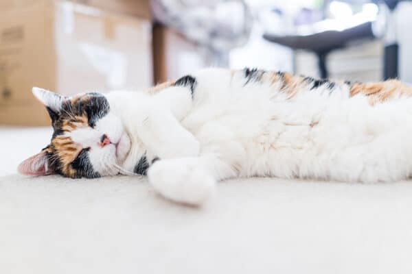 peaceful happy calico short hair cat with white stomach sleeping ground surface carpet