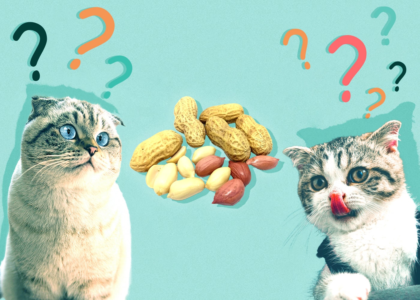 Can Cats Eat peanuts