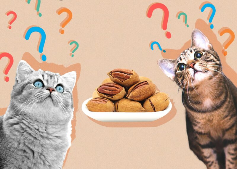 Can Cats Eat pecans