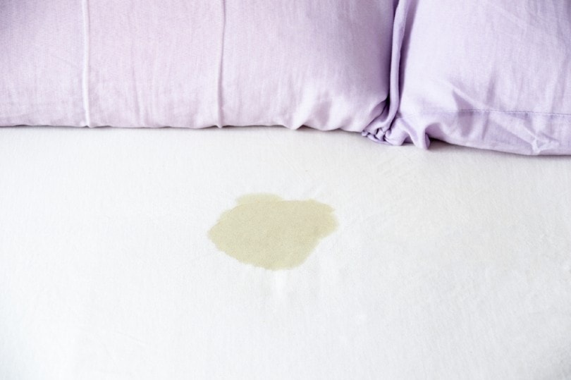 pee stain on bed sheet