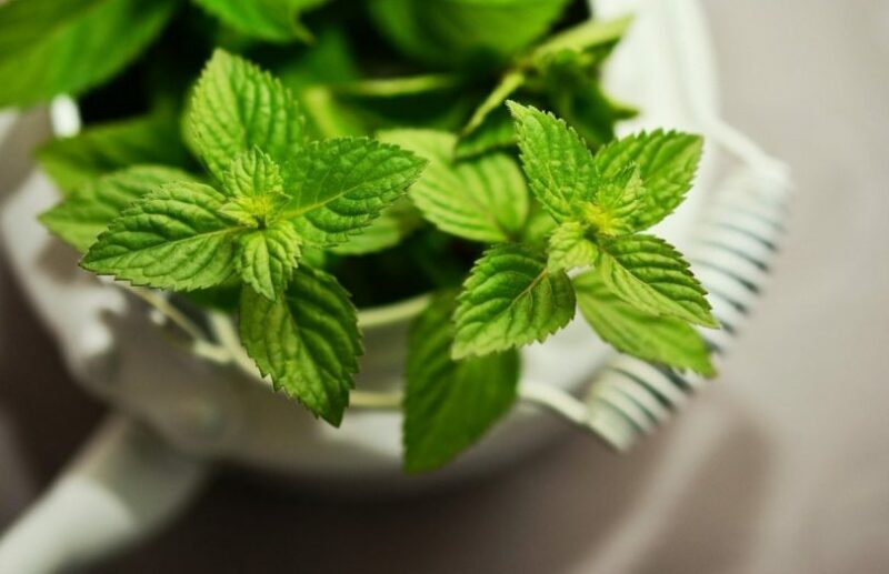 mint leaves