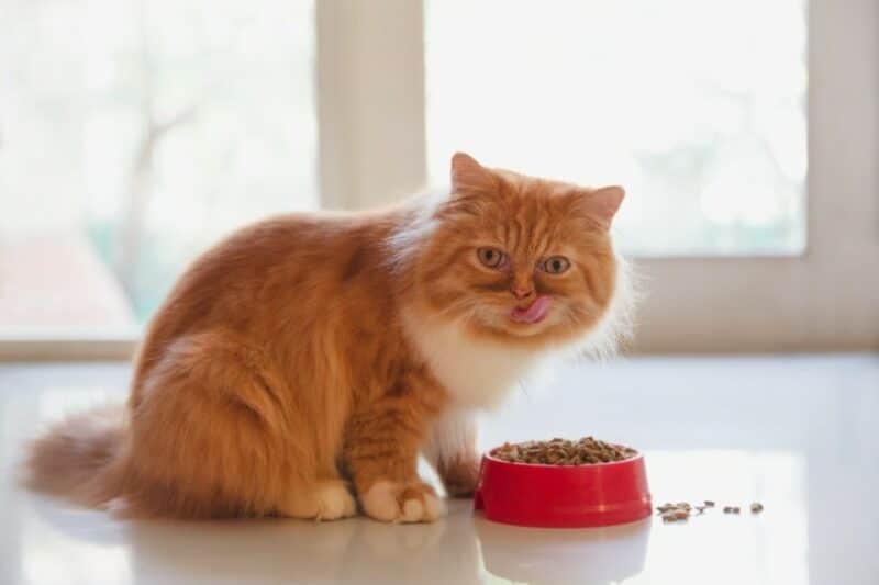 persian cat eating dry food