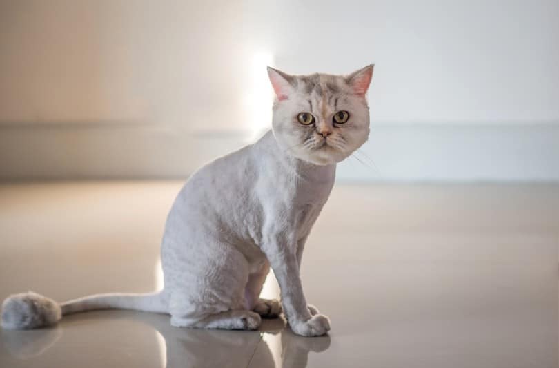 persian cat with a lion haircut style