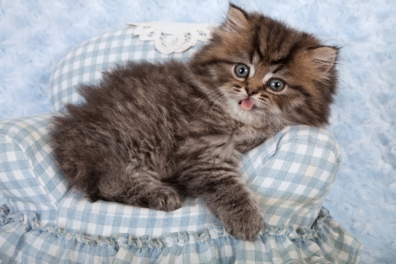 persian kitten lying