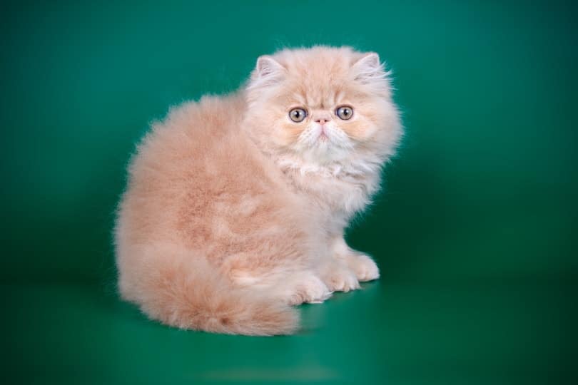 persian kitten on green background