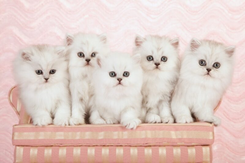 persian kitten on pink couch