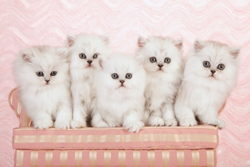 persian kitten on pink couch