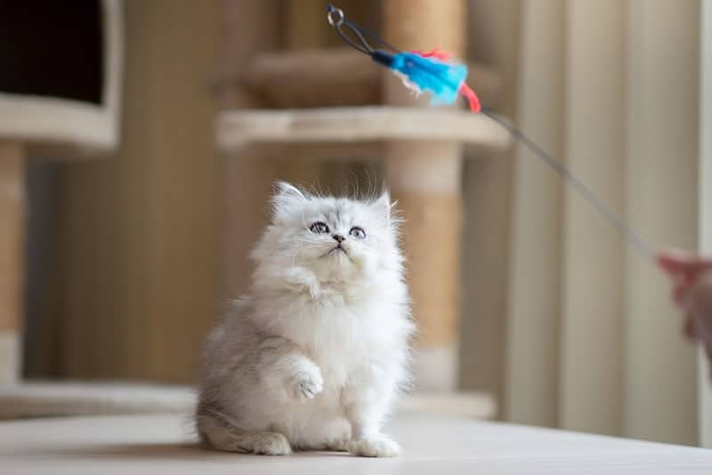 persian kitten playing feather toy with owner