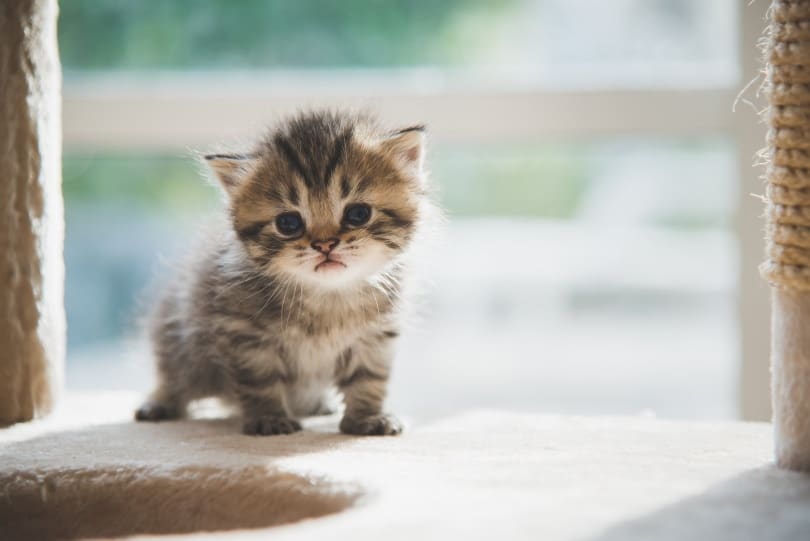 persian kitten walking