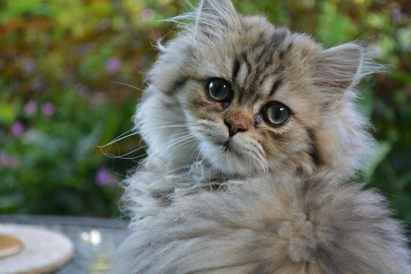 persian kitten